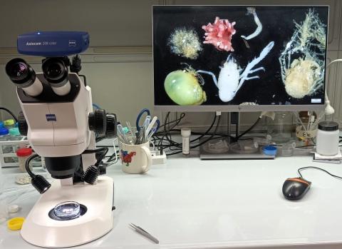 Marine Organism Taxonomy Unit 