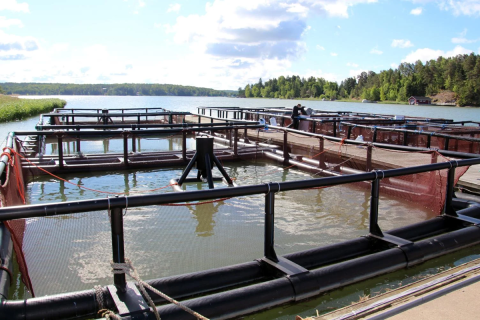brackish-water RAS with net-pen area